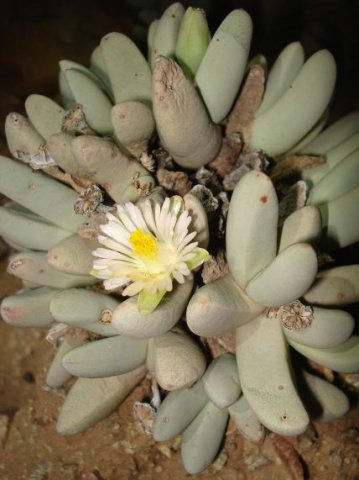 Dracophilus dealbatus flowering white